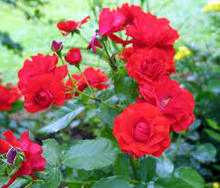 rosa-betty-boop-floribunda-rose
