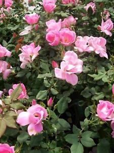 rosa-bewitched-large-flowered-rose-hybrid-tea