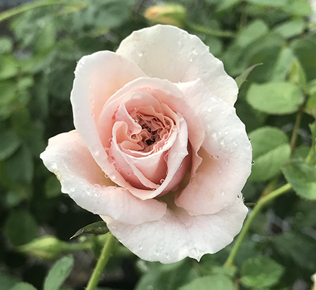 rosa-brindabella-dawn-rose-grasalm