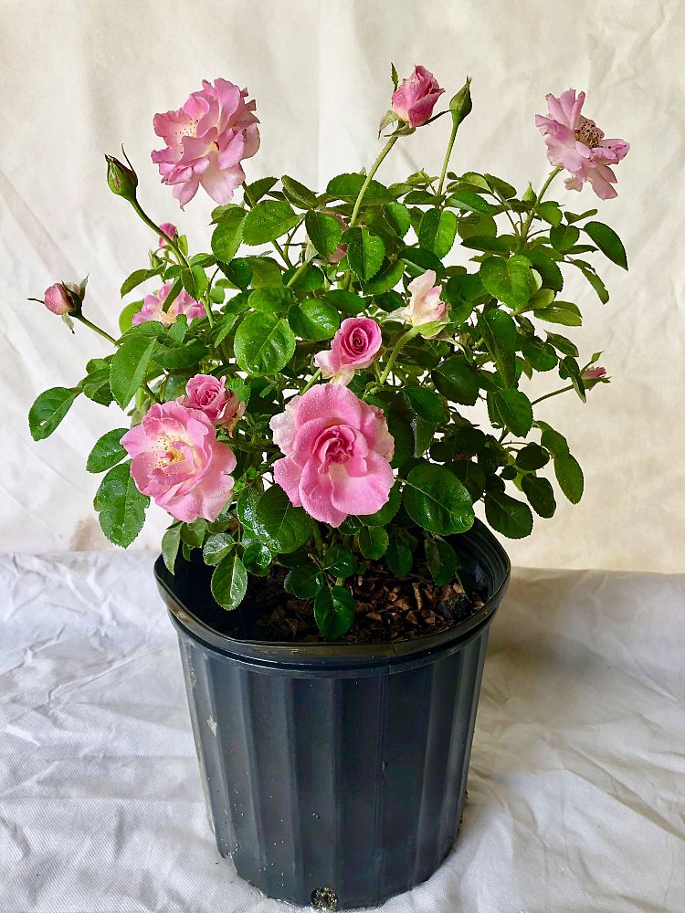 rosa-brindabella-first-lady-rose