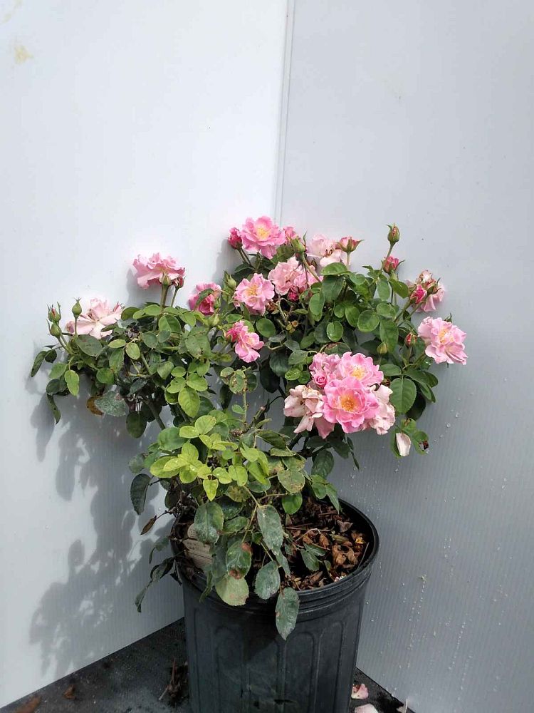 rosa-brindabella-first-lady-rose