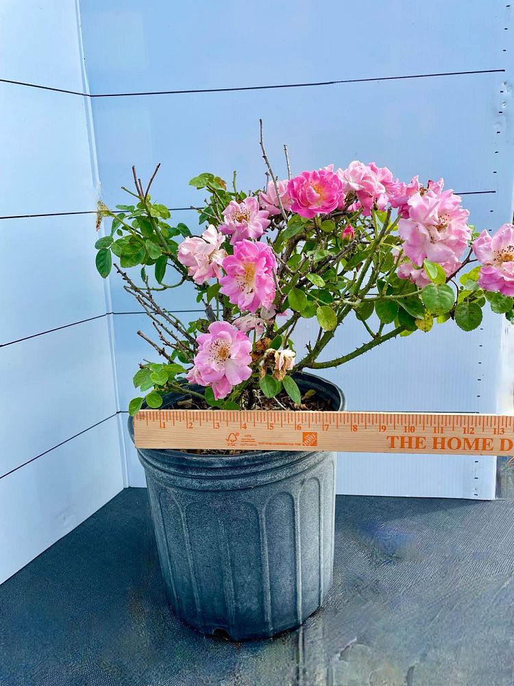 rosa-brindabella-first-lady-rose
