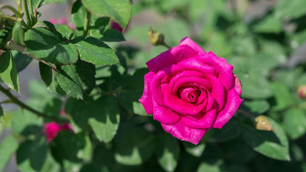 rosa-brindabella-purple-prince-rose