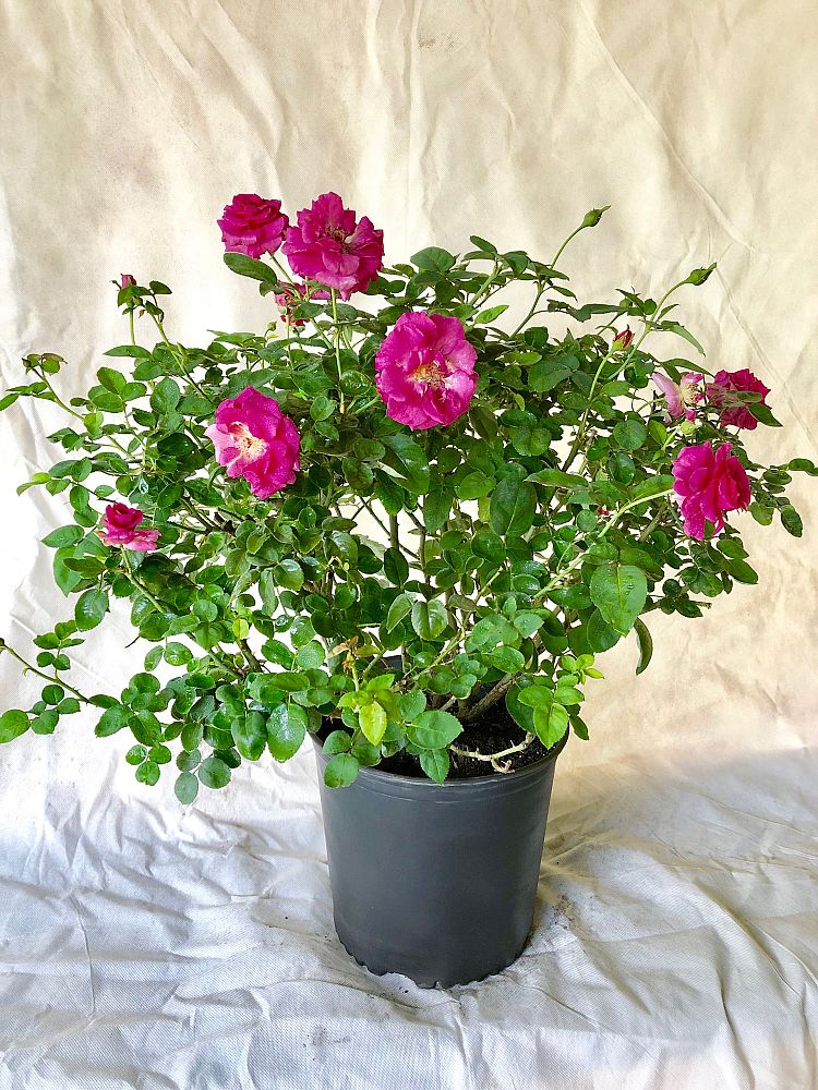 rosa-brindabella-purple-prince-rose