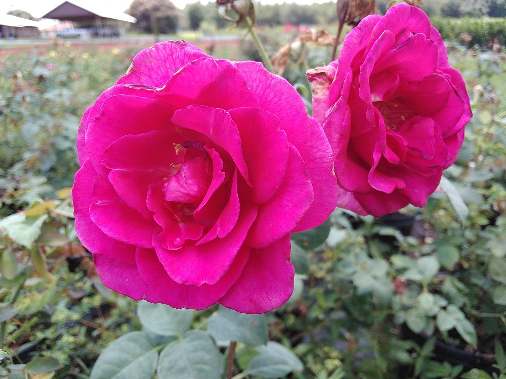 rosa-brindabella-purple-prince-rose