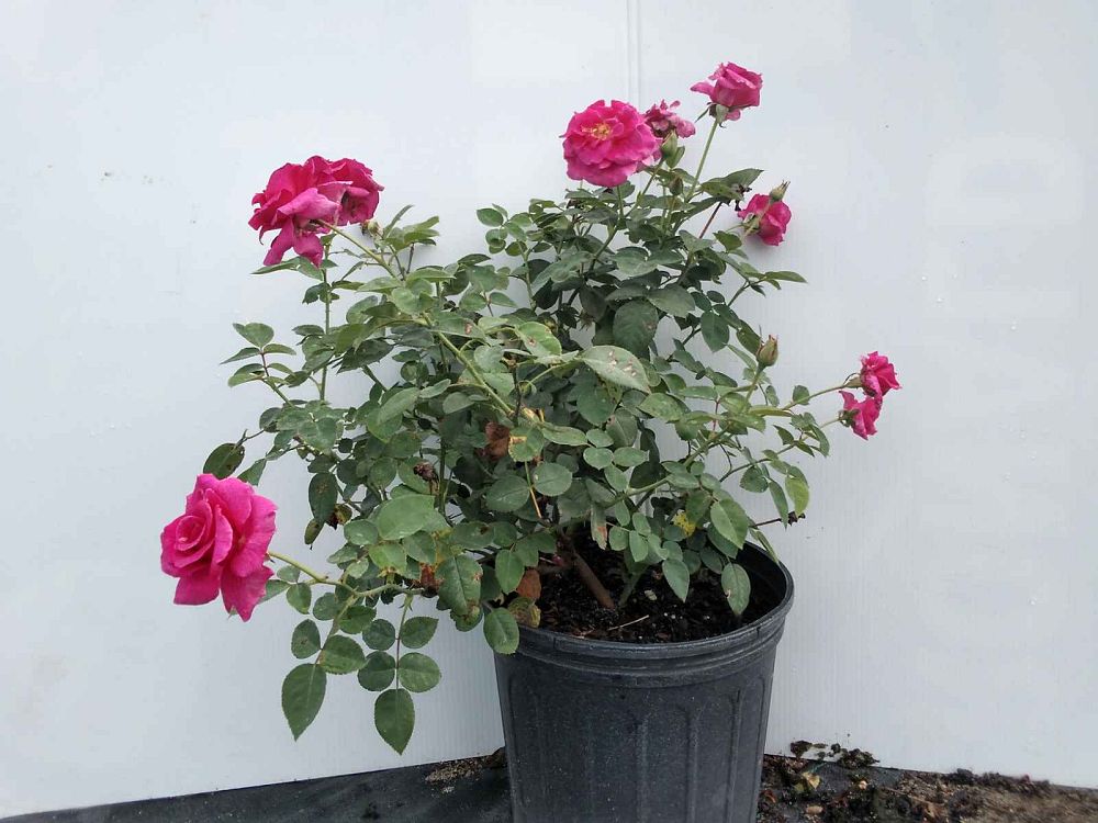 rosa-brindabella-purple-prince-rose