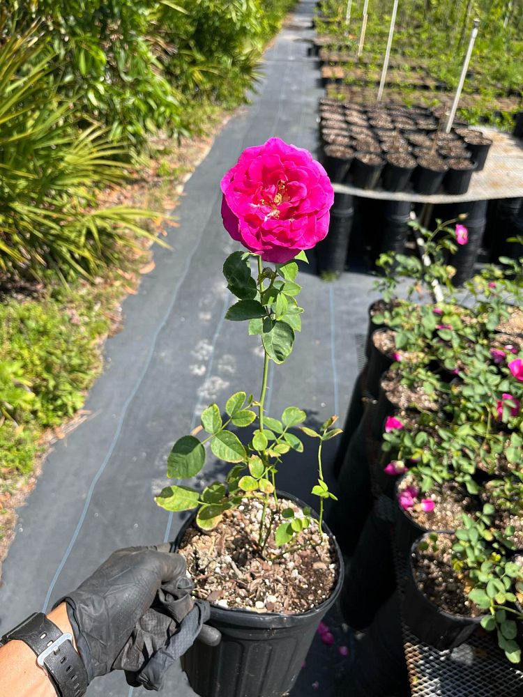 rosa-brindabella-purple-prince-rose