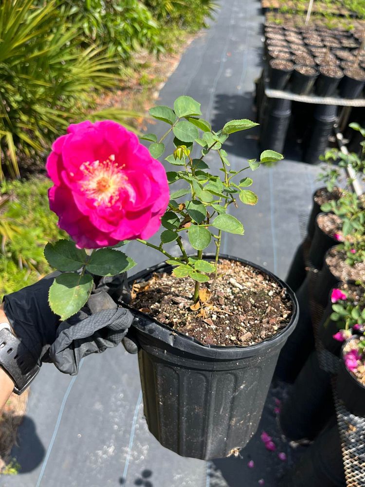 rosa-brindabella-purple-prince-rose