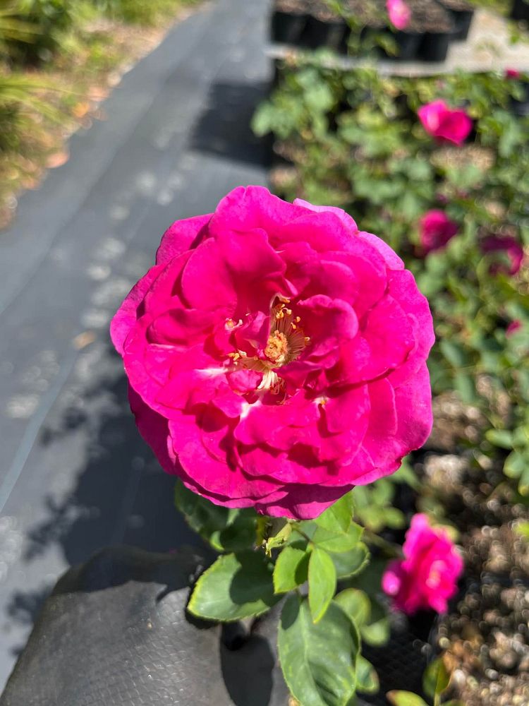rosa-brindabella-purple-prince-rose