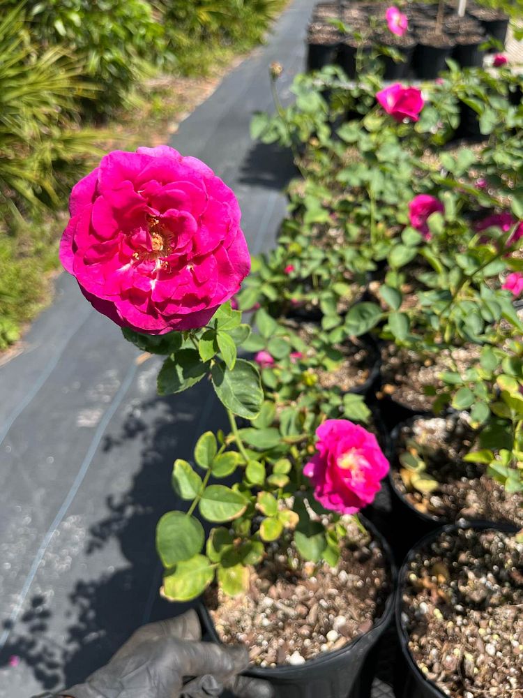 rosa-brindabella-purple-prince-rose