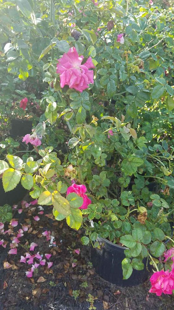 rosa-brindabella-red-empress-rose