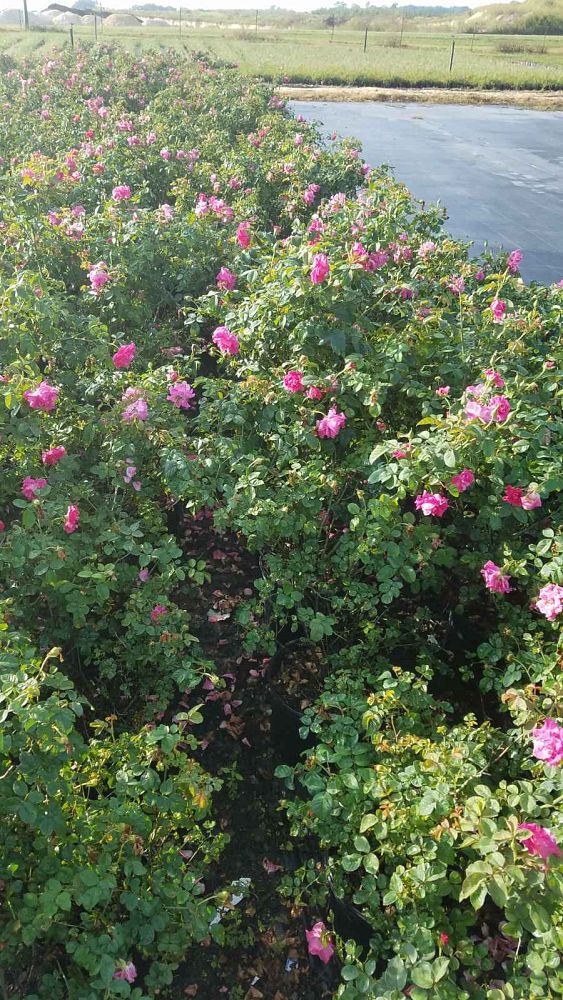 rosa-brindabella-red-empress-rose