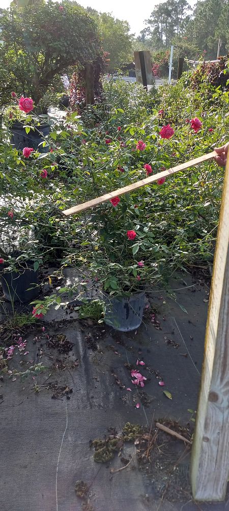 rosa-brindabella-red-empress-rose