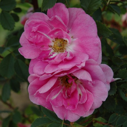rosa-californica-rose