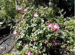 rosa-candy-land-large-flowered-climbing-rose