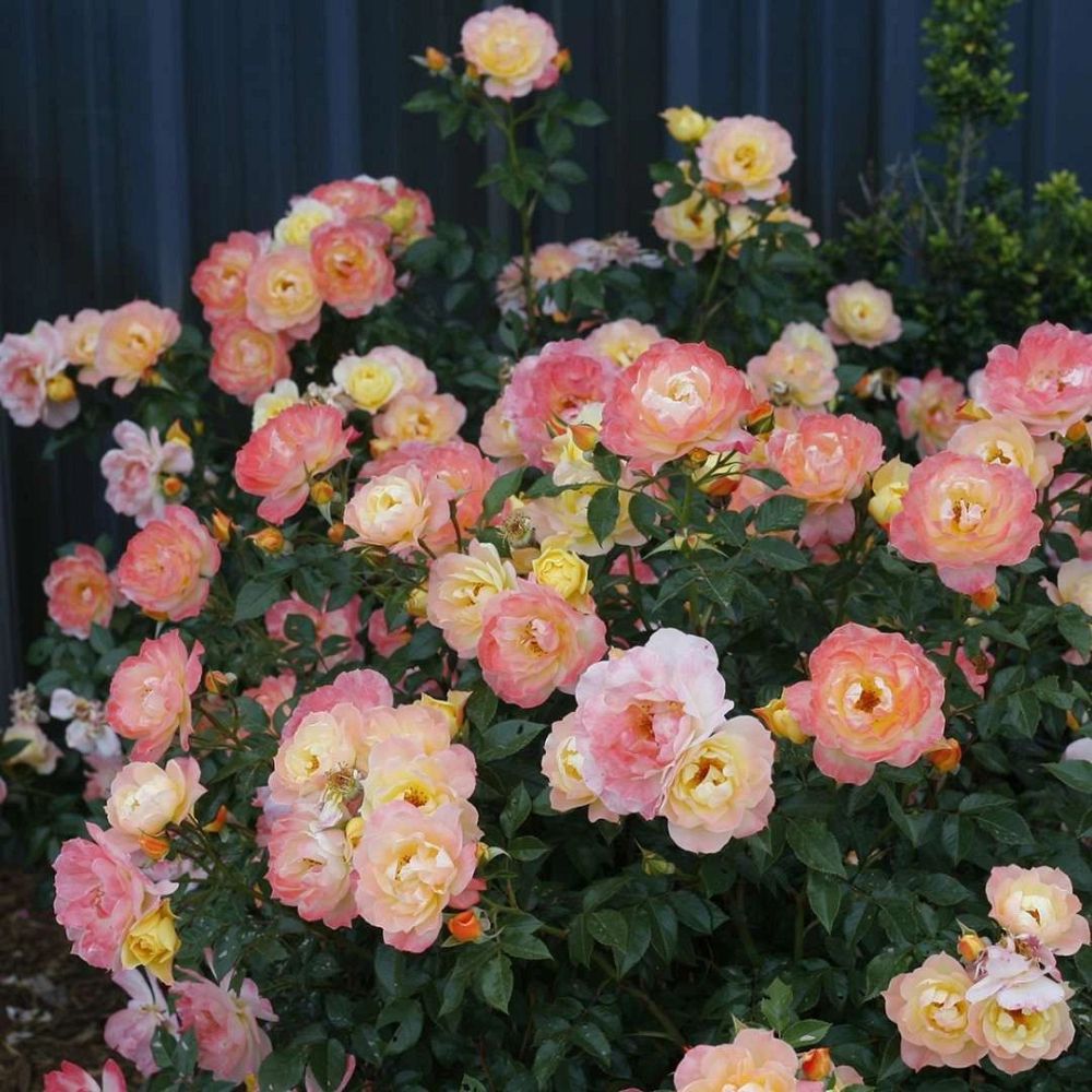 rosa-chewnicebell-oso-easy-italian-ice-reg-rose