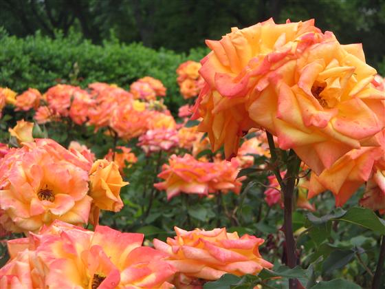 rosa-chris-evert-hybrid-tea-rose