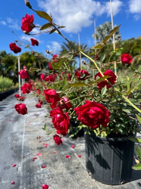 rosa-cracker-rose-rose