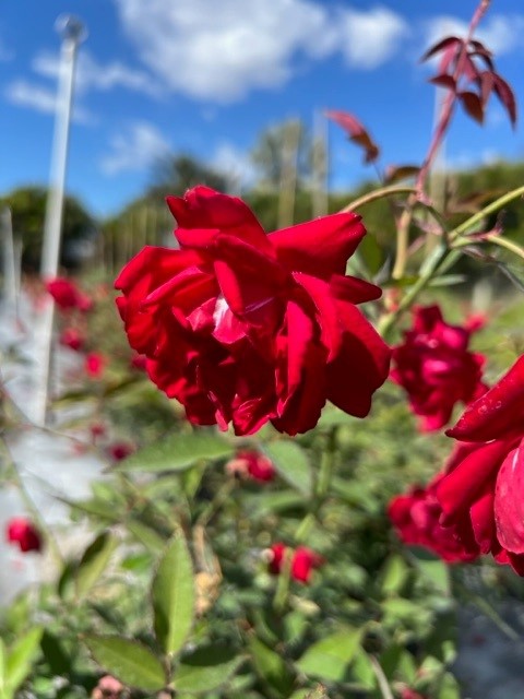 rosa-cracker-rose-rose