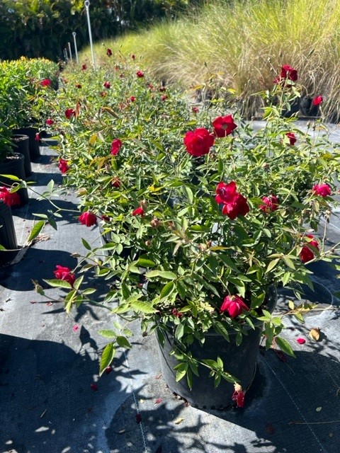 rosa-cracker-rose-rose
