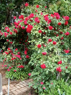 rosa-crimson-sky-large-flowered-climbing-rose-climber