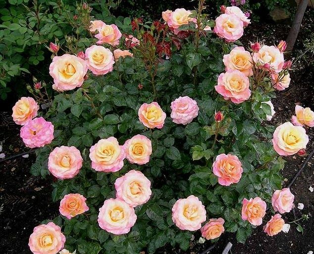 rosa-day-breaker-floribunda-rose