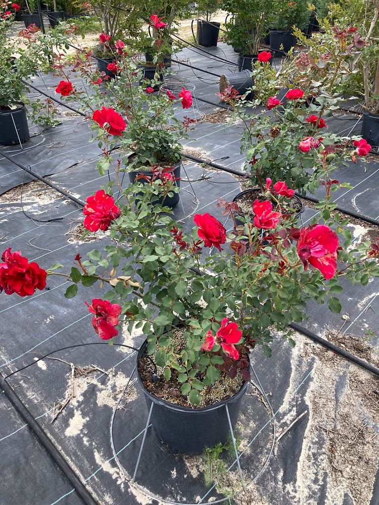 rosa-don-juan-rose