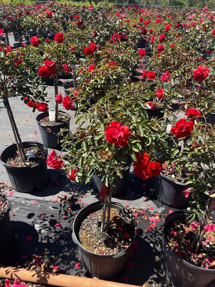 rosa-don-juan-rose