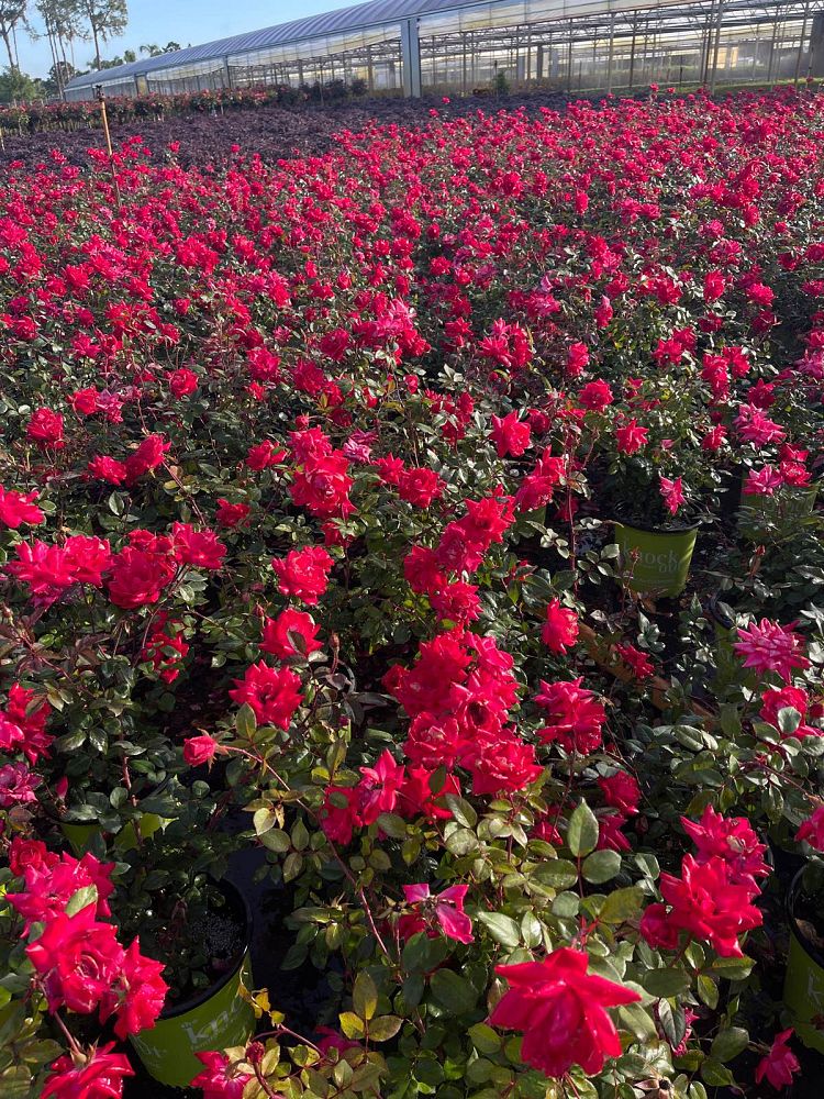 rosa-don-juan-rose