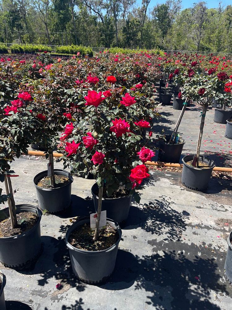 rosa-don-juan-rose