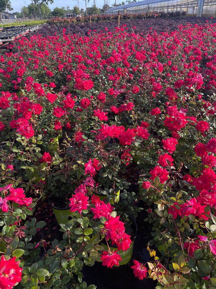 rosa-don-juan-rose