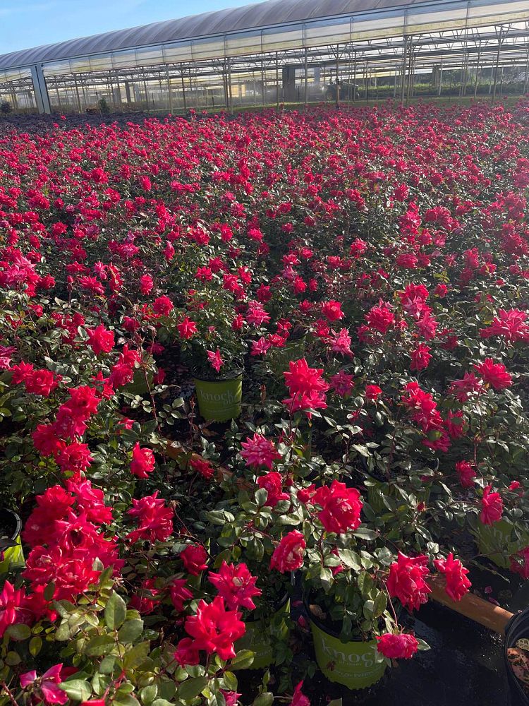 rosa-don-juan-rose