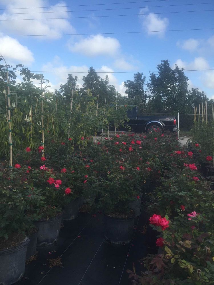 rosa-double-knock-out-double-knock-out-rose