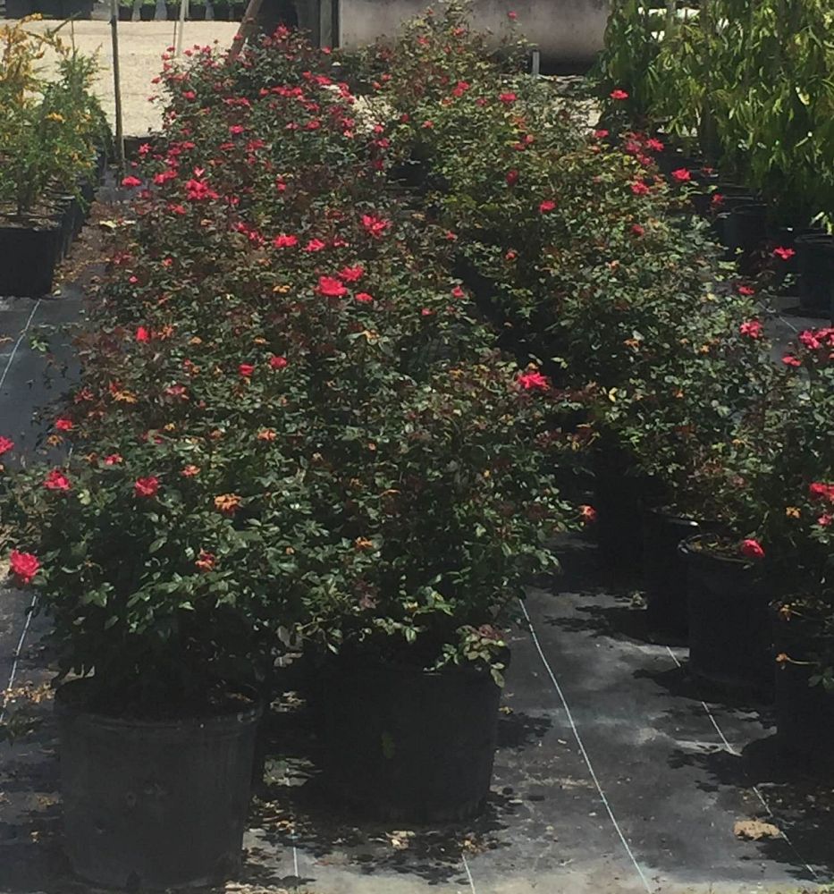 rosa-double-knock-out-double-knock-out-rose