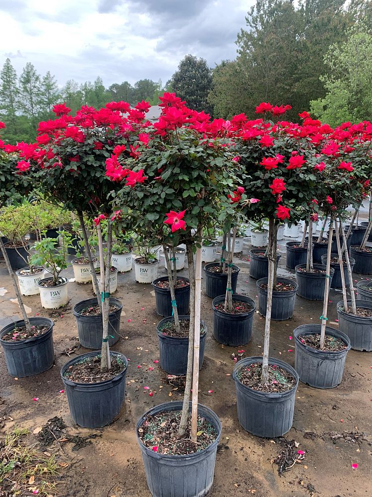 rosa-double-knock-out-double-knock-out-rose