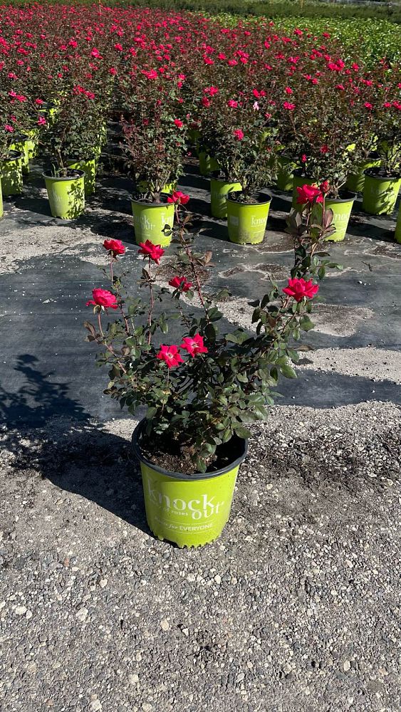 rosa-double-knock-out-double-knock-out-rose