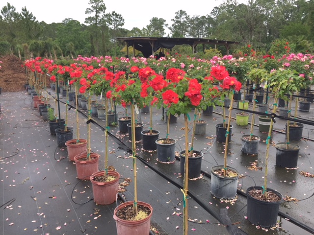 rosa-drift-series-drift-series-roses