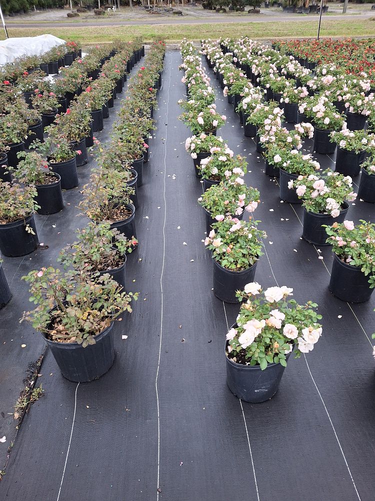 rosa-drift-series-drift-series-roses