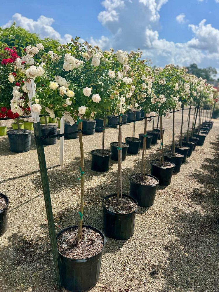 rosa-drift-series-drift-series-roses