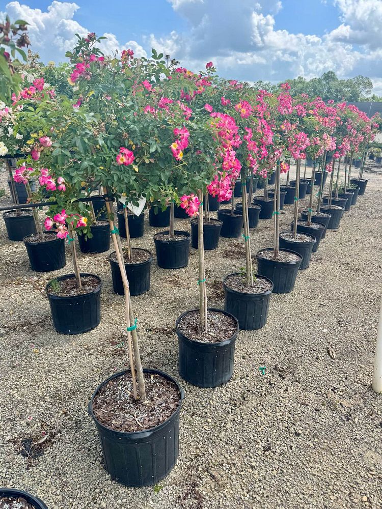 rosa-drift-series-drift-series-roses