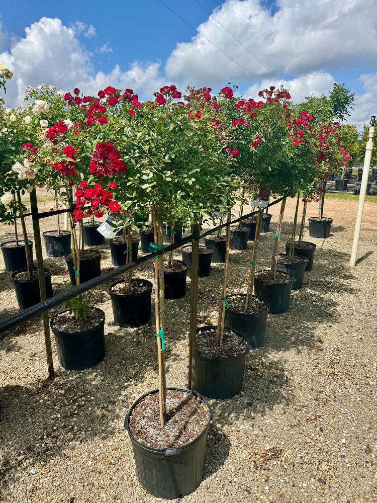 rosa-drift-series-drift-series-roses