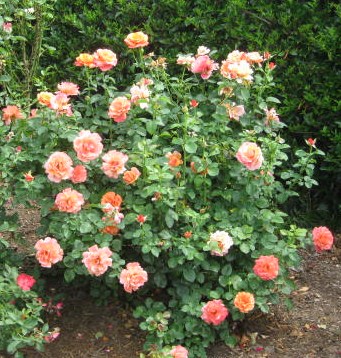 rosa-easy-does-it-rose