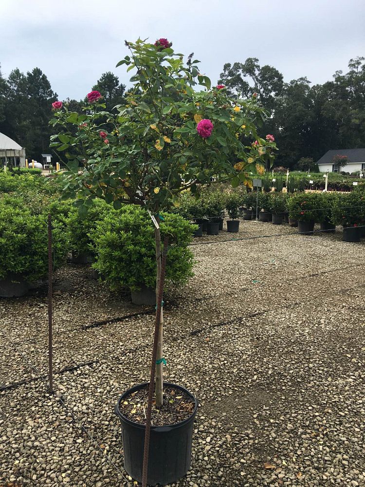 rosa-ebb-tide-hybrid-tea-rose