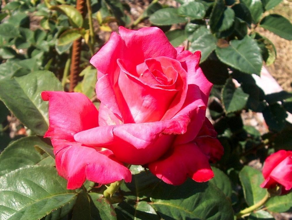 rosa-elizabeth-taylor-hybrid-tea-rose
