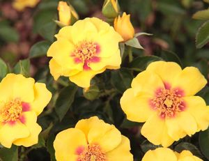 rosa-eyeconic-lemonade-shrub-rose