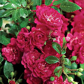 rosa-fairy-queen-polyantha-rose-shrub-rose