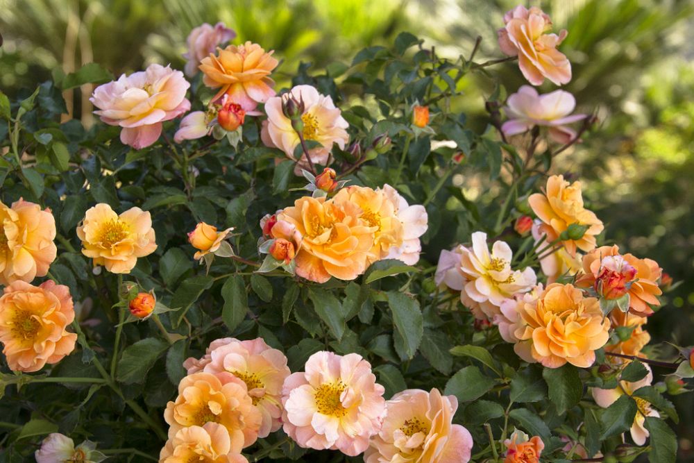 rosa-flower-carpet-amber-groundcover-rose-shrub-rose