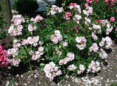 rosa-flower-carpet-apple-blossom-rose