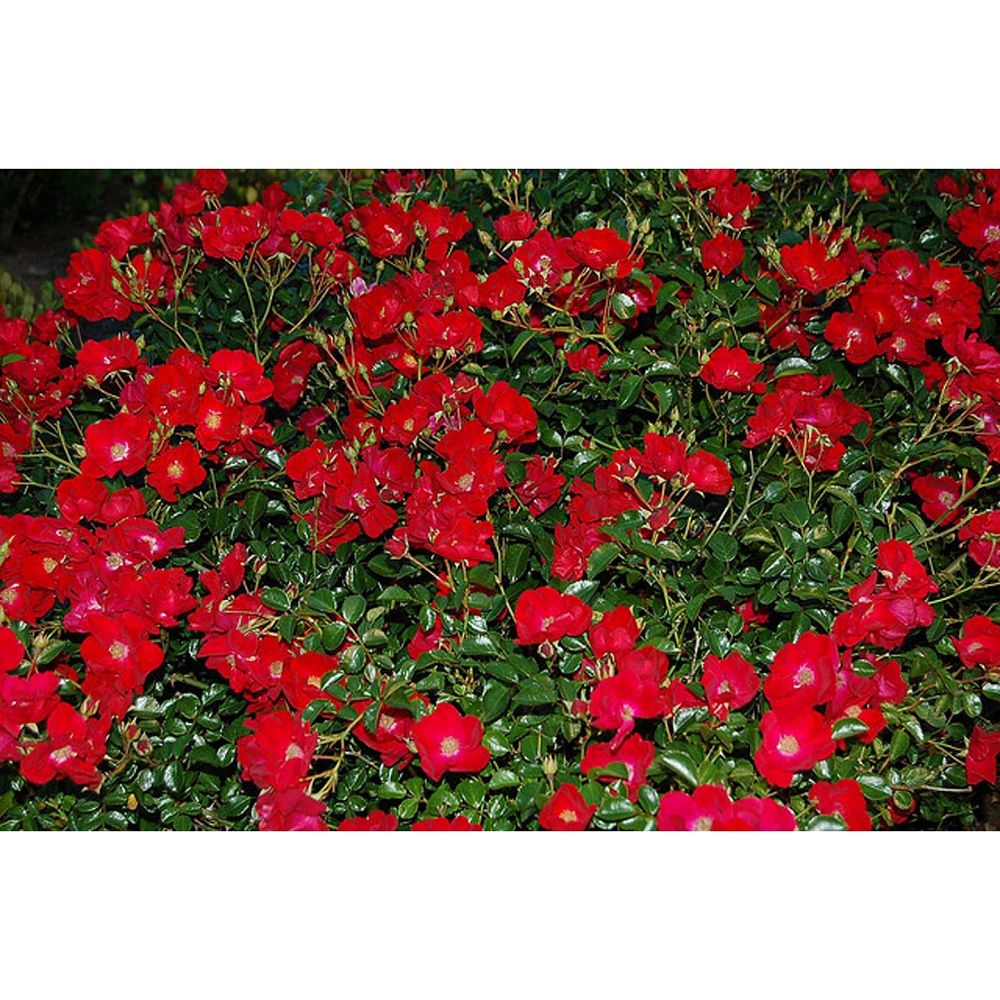 rosa-flower-carpet-red-rose