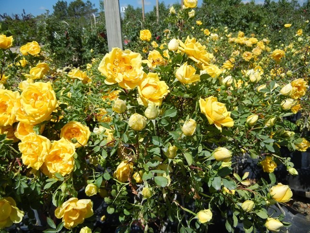rosa-foetida-persian-yellow-persian-yellow-austrian-brier-rose